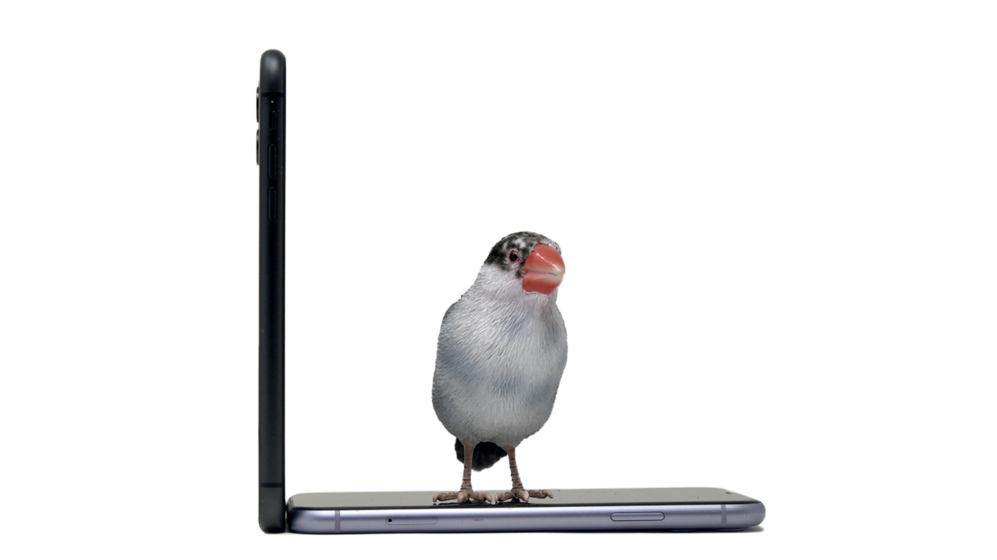 Woobiaサイズ比較鳥1